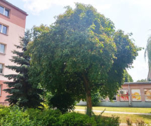 Drzewo Roku 2019 rośnie w Rzeszowie
