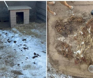 Akcja ratunkowa w likwidowanym schronisku Kocham Psisko w Mąkosach Nowych