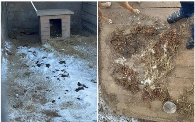 Akcja ratunkowa w likwidowanym schronisku Kocham Psisko w Mąkosach Nowych