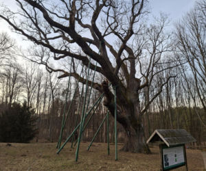 Zobacz jak zmienia się otoczenie Dębu Bartek w Zagnańsku