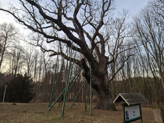 Zobacz jak zmienia się otoczenie Dębu Bartek w Zagnańsku
