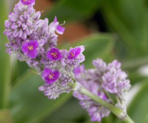 Callisia warszewicziana