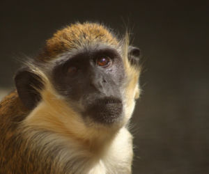 Tak wyglądają zwierzęta mieszkające w śląskim ZOO