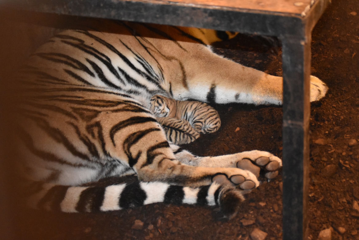 Wielka radość w zamojskim zoo! Na świat przyszły dwa tygryski!