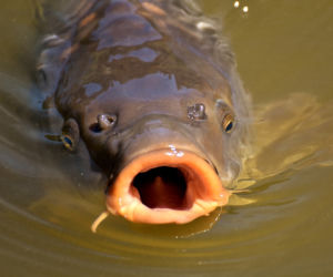 3. Karp
