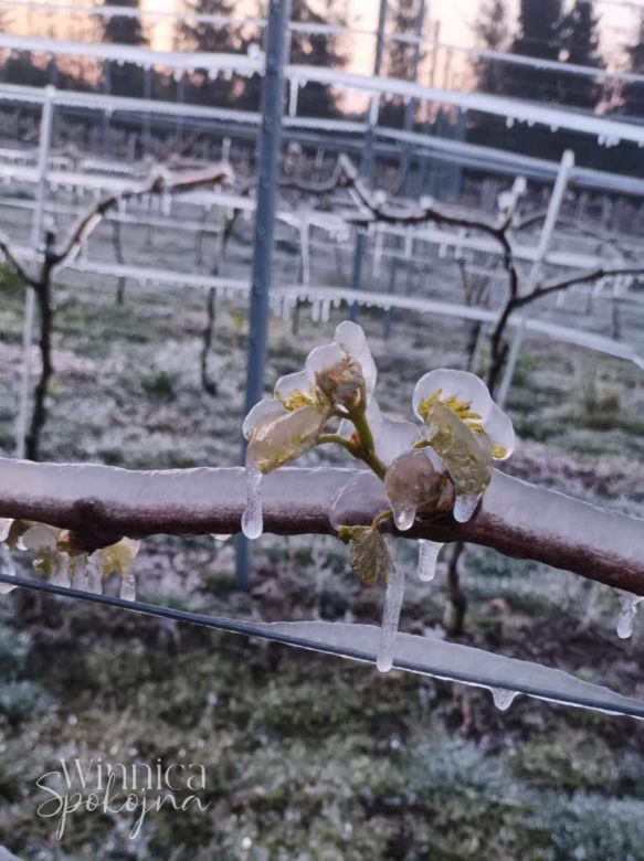 Ogromne straty rolników i sadowników. Kwietniowe mrozy zniszczyły całe plantacje. „To był kataklizm”