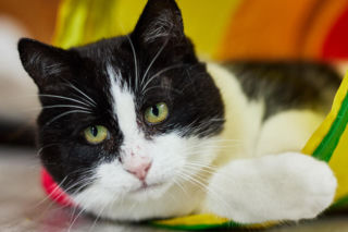 Kaufland wspólnie na rzecz zwierząt