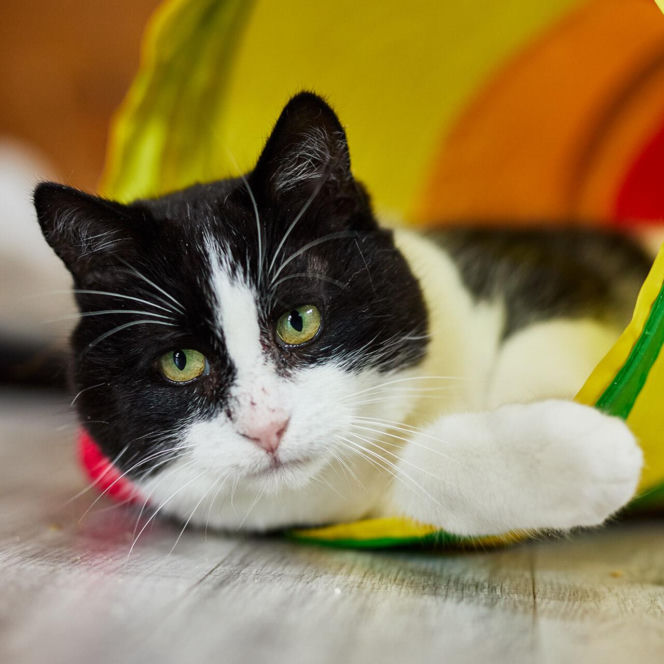 Kaufland wspólnie na rzecz zwierząt