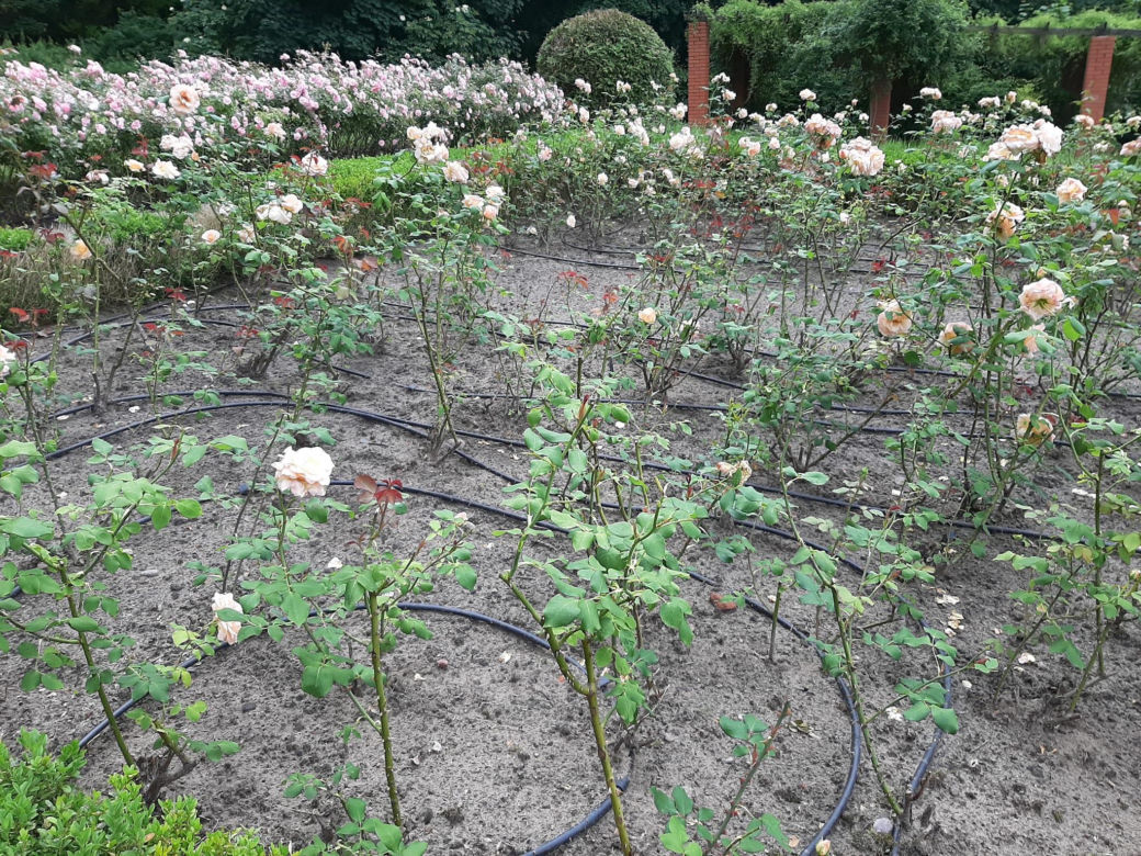 Barbarzyński akt wandalizmu w Ostromecku. Ktoś ogołocił pałacowy park