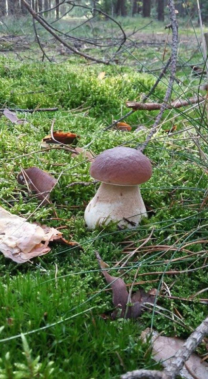 Grzybobranie 2017 w Bydgoszczy i okolicach [ZDJĘCIA CZYTELNIKÓW]