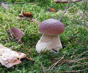 Grzybobranie 2017 w Bydgoszczy i okolicach [ZDJĘCIA CZYTELNIKÓW]