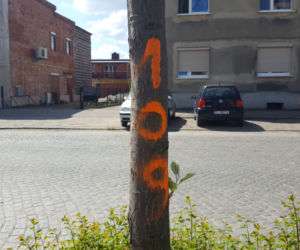 Do wycięcia? Drzewa na Święciechowskiej w Lesznie ponumerowane