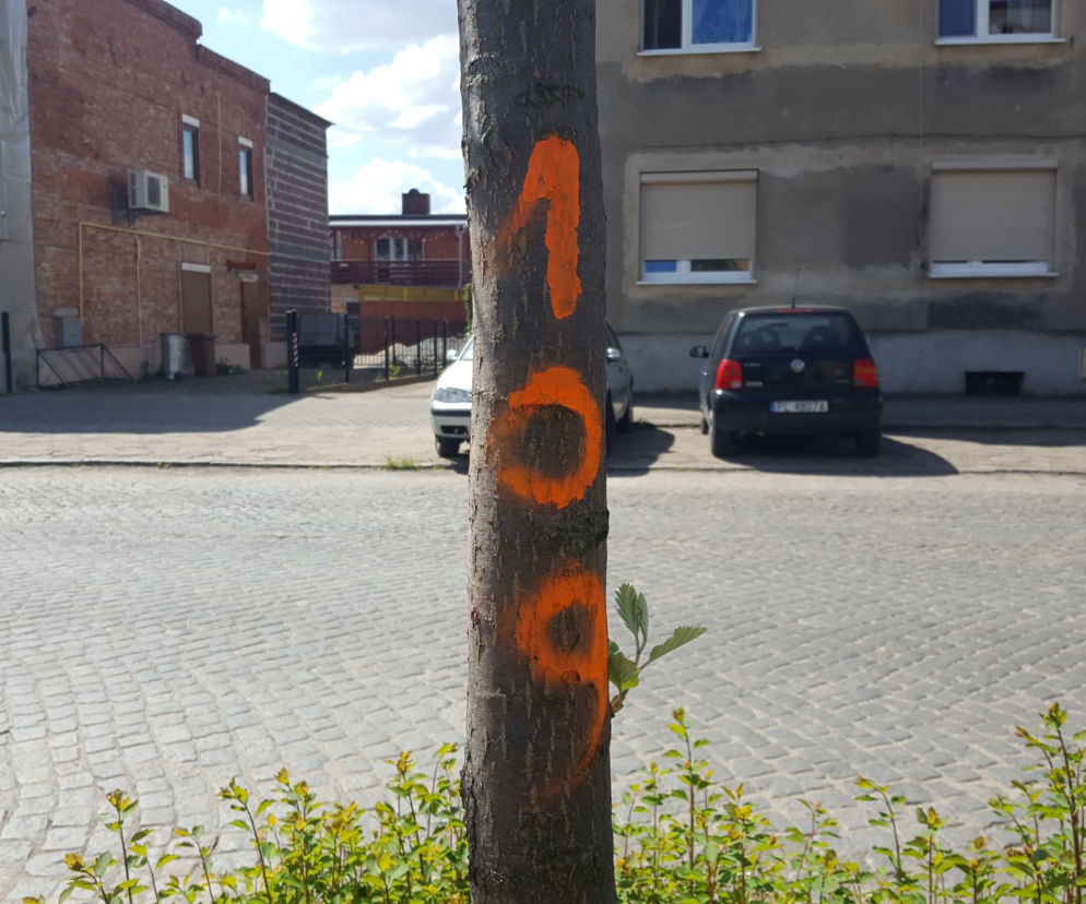 Do wycięcia? Drzewa na Święciechowskiej w Lesznie ponumerowane