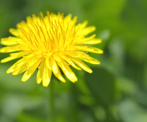 Rośnie na Twoim podwórku, a może być nadzieją? Przełomowe badania o mniszku i raku płuc