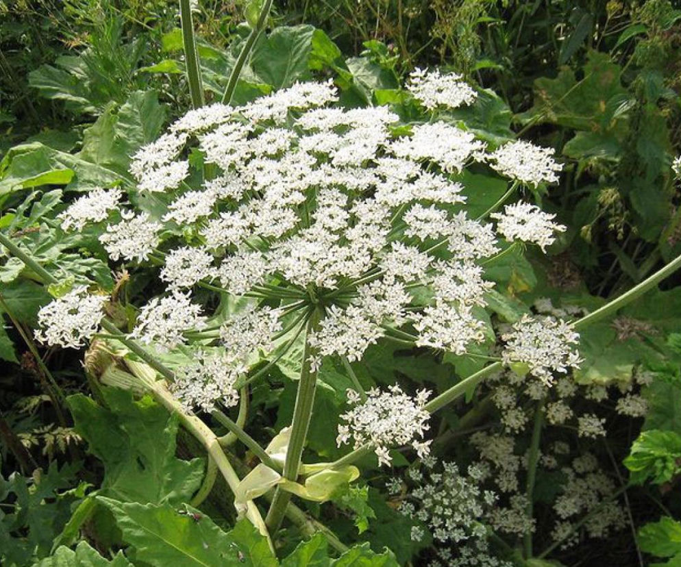 barszcz