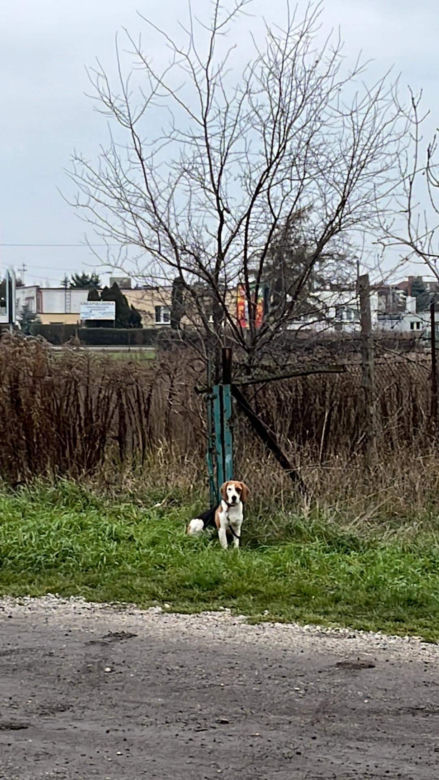 Porzucili psiaka na oczach córeczki. Szokujące sceny w Inowrocławiu