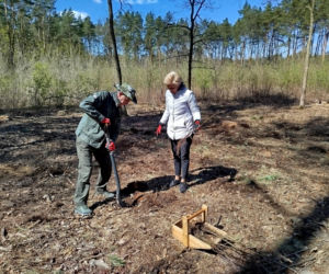 W Lesie Sekulskim rośnie już kilkaset nowych, młodych buków! Drzewa zasadzili członkowie siedleckiego samorządu i leśnicy