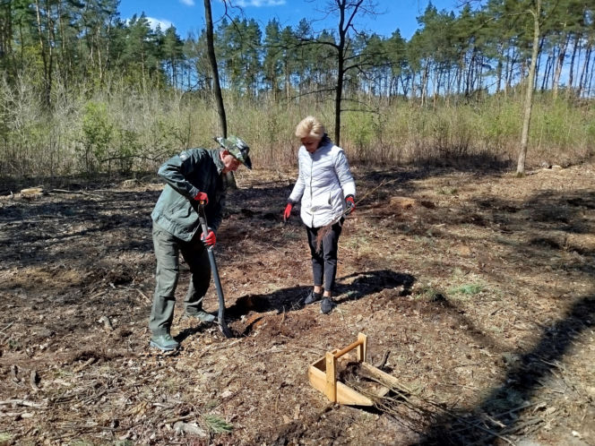 W Lesie Sekulskim rośnie już kilkaset nowych, młodych buków! Drzewa zasadzili członkowie siedleckiego samorządu i leśnicy