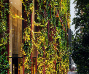 Zielone fasady odmieniają miasta