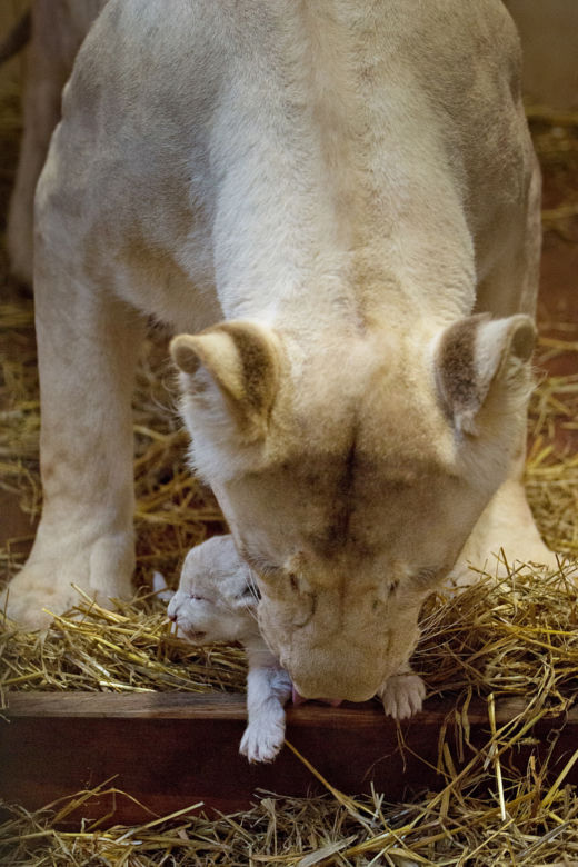 4 Białe lwy w Zoo Safari Borysew