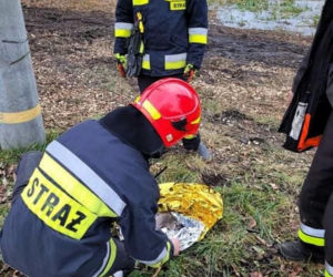 Łabędź przymarzł do tafli lodu! Uratowali go strażacy z OSP Wtelno [ZDJĘCIA]