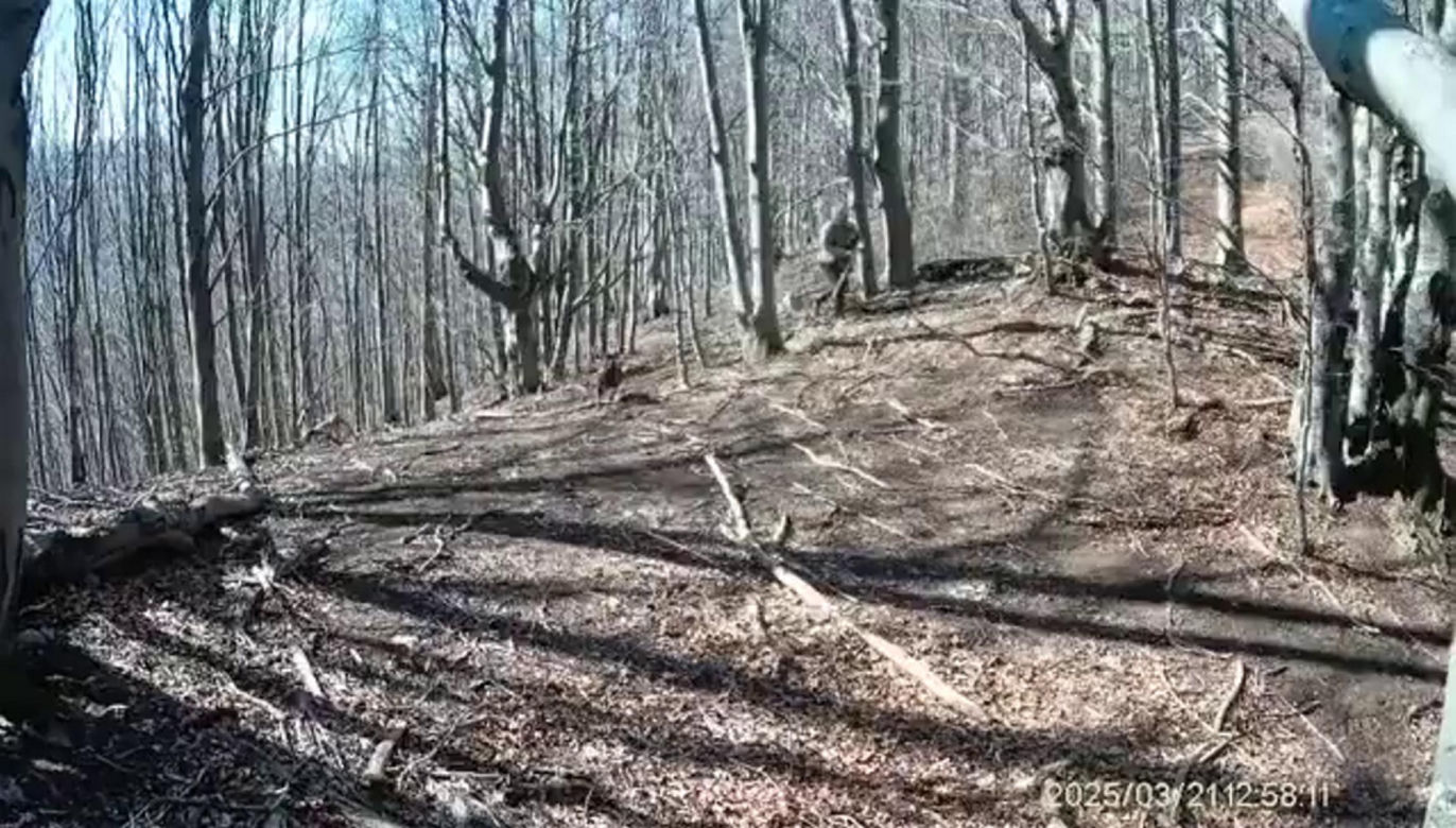 Atak niedźwiedzia na człowieka na Słowacji! Wideo mrozi krew w żyłach