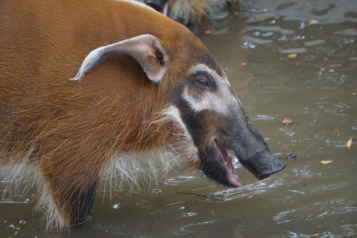 Zoo Wrocław: Świnie rzeczne