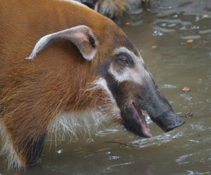 Zoo Wrocław: Świnie rzeczne