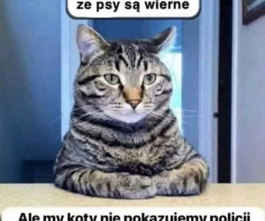 Memy na Światowy Dzień Kota 2020. One po prostu takie są! 