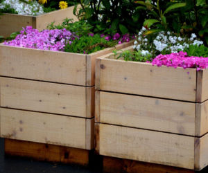 Rośliny w drewnianych skrzyniach