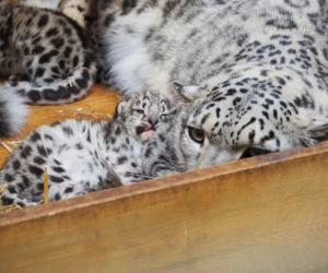 Ale słodziaki! W warszawskim ZOO urodziły się trzy irbisy śnieżne. Są już imiona