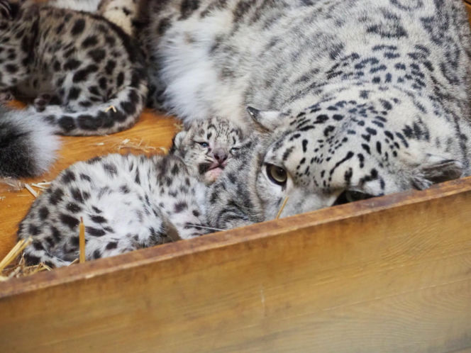 Ale słodziaki! W warszawskim ZOO urodziły się trzy irbisy śnieżne. Są już imiona