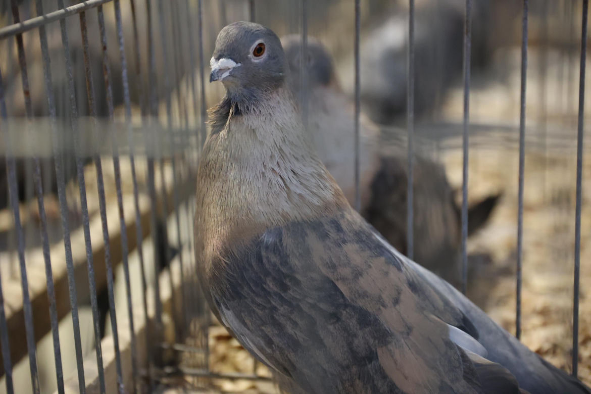Zoopark 2024 w Lublinie. Można podziwiać wiele gatunków zwierząt