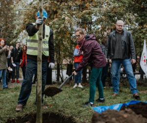 Oby rósł 100 lat! Dąb czerwony na jubileusz 100-lecia PCK