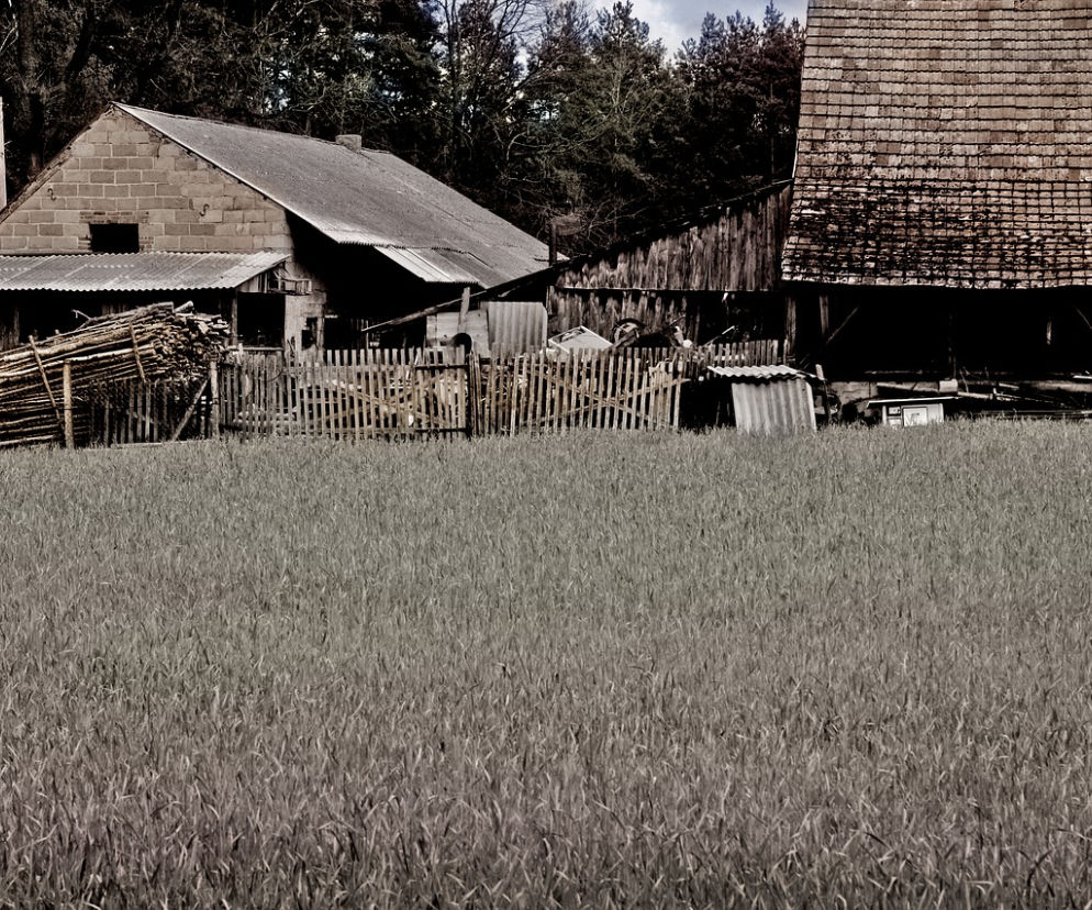 Truchła 24 zwierząt na posesji pod Krakowem! Nie miały wody i jedzenia...