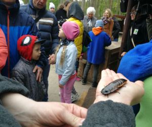 Owce z myślęcińskiego zoo pozbyły się nadmiaru wełny. Zobaczcie, jak wyglądało ich strzyżenie! [ZDJĘCIA]
