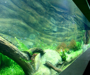 Rozbudowa ZOO
