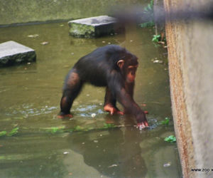 Zabezpieczanie zoo przed powodzią w 1997 roku