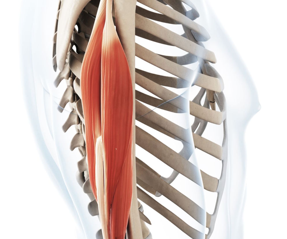 Triceps