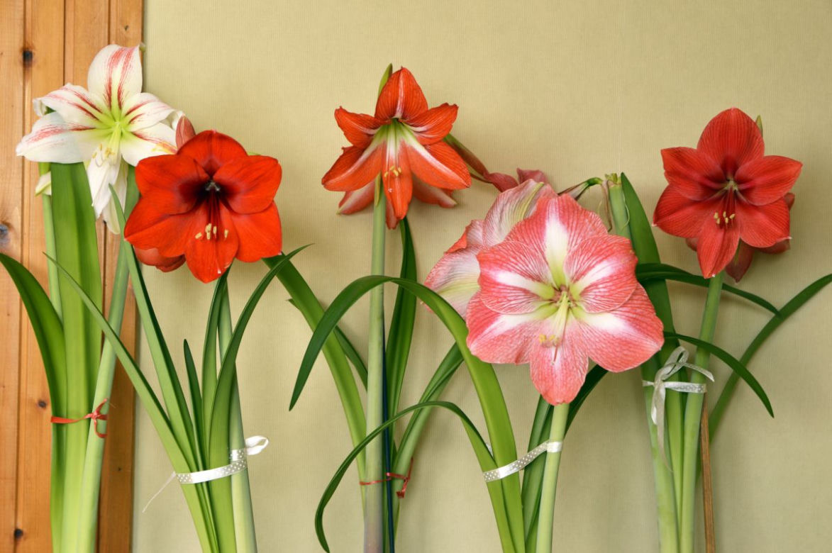 Hippeastrum
