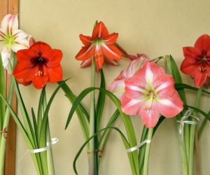 Hippeastrum