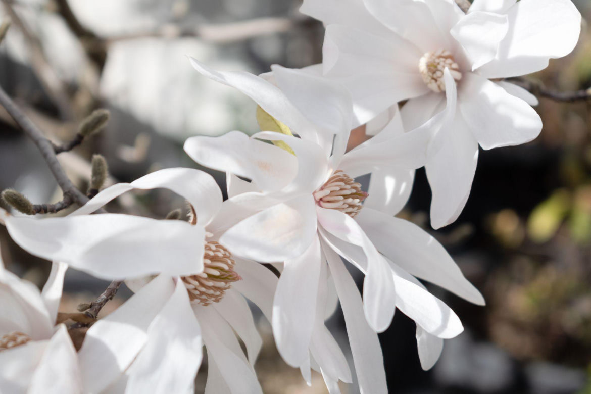Magnolia gwiaździsta