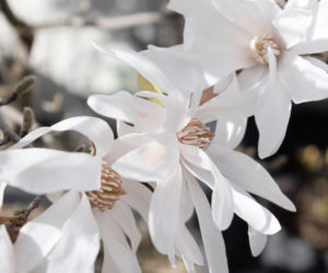 Magnolia gwiaździsta