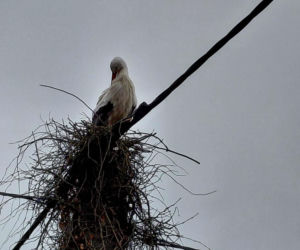 Maciek wrócił do Bydgoszczy. Znany bocian znów ogłasza nadejście wiosny!