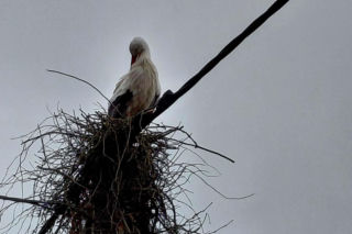 Maciek wrócił do Bydgoszczy. Znany bocian znów ogłasza nadejście wiosny!