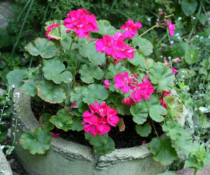 Pelargonie