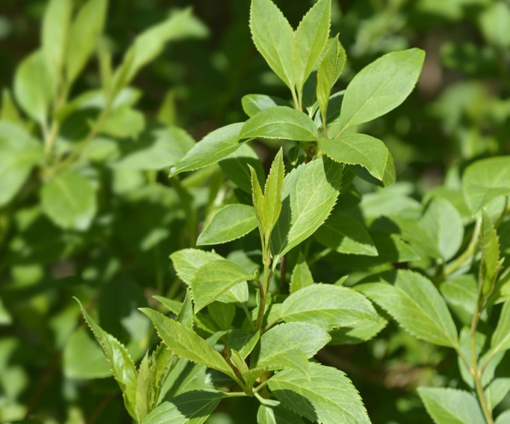 Forsycja
