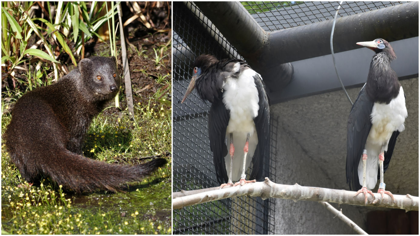 Nowi mieszkańcy zamojskiego Zoo: mangusta błotna, bociany białobrzuche