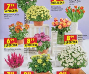 Wszystkich Świętych 2020. Mega promocje w Lidlu i Biedronce