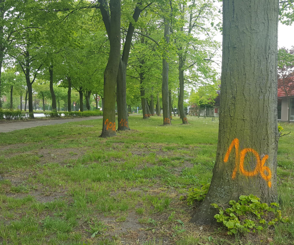 Co to za cyferki? Numerki na drzewach przy ulicy Fabrycznej w Lesznie